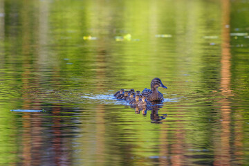 Mallard with ducklings swim in a lake