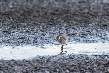 Young Redshank