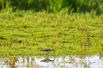 Wood Sandpiper at the beach