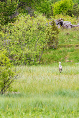Grey heron in a swamp