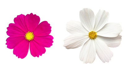 isolated white and purple cosmos flower with clipping paths.
