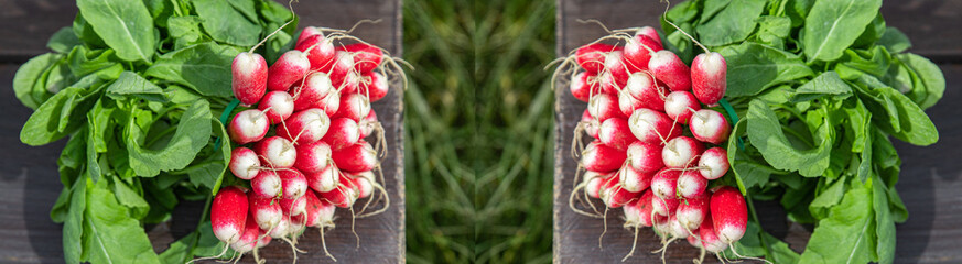 radish fresh vegetable organic food snack outdoor copy space food background veggie vegan or vegetarian