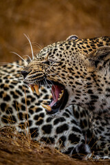 Fototapeta na wymiar Female Leopard growling in the Kruger.