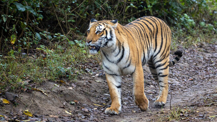 tiger in the wild