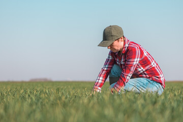 Farmer examining wheat seedling in cultivated field, female farm worker checking crop development