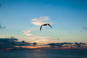 Obraz na płótnie Canvas Ocean after sunset and a seagull flies in the sky.
