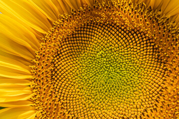 Yellow sunflower flower close-up. Yellow flower with petals.