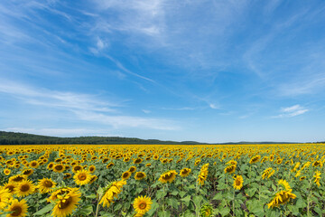 A field with sunflowers. Summer field with bright yellow sunflowers.  Sunflower flowers.