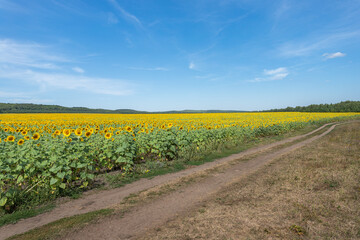 A field with sunflowers. Summer field with bright yellow sunflowers.