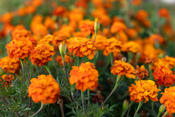 Orange flowers are marigolds. Bright summer flowers in a flower bed. Flower beds with orange flowers.