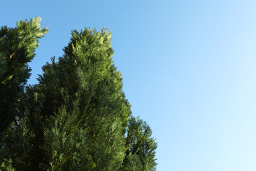 Conifer trees against blue sky, space for text