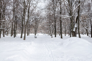 Snow-covered trees in the city park. Couple on a walk. High quality photo