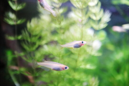 水草の中を泳ぐメダカ