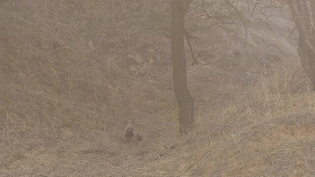 wide shot of Striped hyena with eye contact during outdoor wildlife jungle safari in forest of rajasthan india - hyaena hyaena