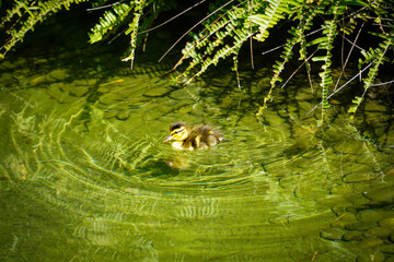 Newborn Duckling Swimming