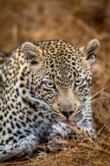 Fototapeta na wymiar Close up of a female Leopard in the Kruger.