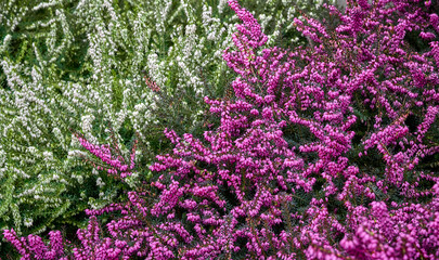 blooming pink and white Heather. Erica carnea (heath) close-up. Beautiful spring floral background....