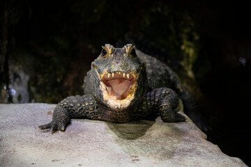 Crocodile in the swamp