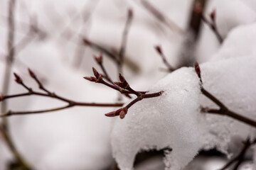 Plant in snow