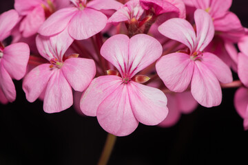 A close up image of a Pink Geranium flower.
