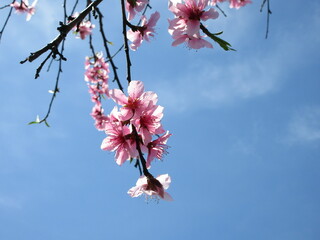 濃いピンクの桜