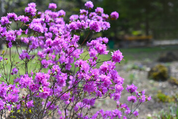Rhododendron mucronulatum growing in Far East of Russia in spring