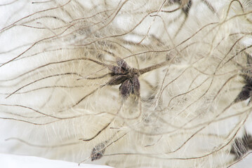 A seedhead of Old Man's Beard in Kent, UK.
