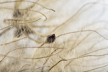 A seedpod of Old Man's beard, Clematis vitallea.