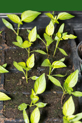 Sweet Pepper Seedlings in compost in a modular tray.