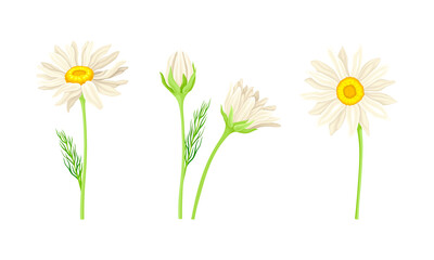 Chamomile flowers set. Beautiful blooming daisy with leaves cartoon vector illustration