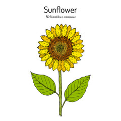 Sunflower Helianthus annuus . Hand drawn botanical vector illustration
