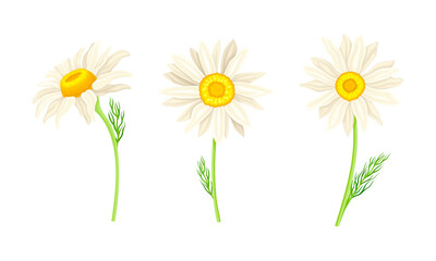 Chamomile flowers set. Pharmaceutical homeopathy herbal plant cartoon vector illustration