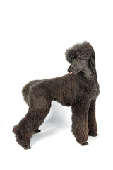 black royal poodle isolated on white