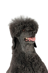 black royal poodle isolated on white