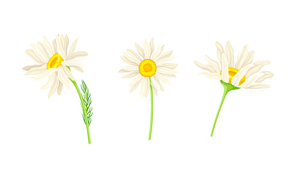 Blooming chamomile flowers on stem with leaves set. Pharmaceutical homeopathy herbal plant cartoon vector illustration