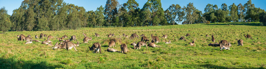 A group of kangaroos in the park in Melbourne, Australia