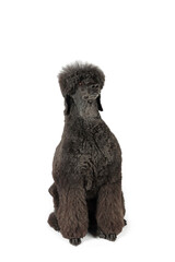 black royal poodle isolated on white