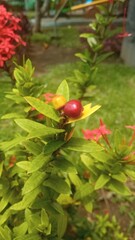 Small fruit of ixora coccinea, also known as jungle geranium, flame of the woods or jungle flame or pendkuli, one of most popular shrubs for gardening and lanscape