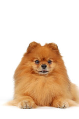 Obraz premium pomeranian dog isolated on white