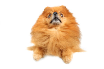 pomeranian dog isolated on white