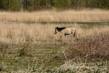 Oostvaardersplassen in Flevoland || Oostvaardersplassen nature reserve in Flevoland