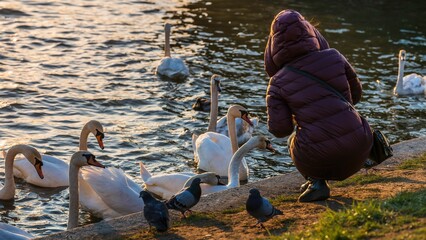 Łabędzie na Wiśle pod Wawelem w Krakowie w zachodzącym słońcu © Michal45