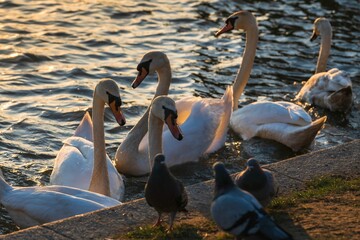 Łabędzie na Wiśle pod Wawelem w Krakowie w zachodzącym słońcu © Michal45