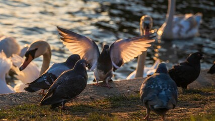 Łabędzie na Wiśle pod Wawelem w Krakowie w zachodzącym słońcu © Michal45