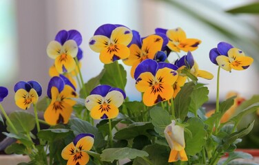 Small blue-yellow flowers pansies close-up