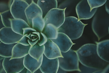 Echeveria elegans, the Mexican snow ball, Mexican gem or white Mexican rose
