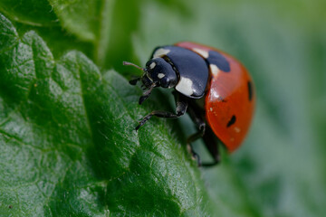 Seven-spot ladybird (Coccinella septempunctata) on a leaf