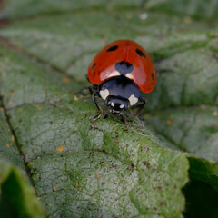 Seven-spot ladybird (Coccinella septempunctata) on a leaf