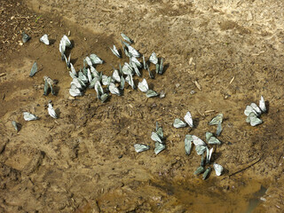 white cabbage butterflies (Papilio, Pieris, Mancipium, Pontia, Danaus, Ganoris, Catophaga, Andropodum, Tachyptera, Synchloe brassicae) gathered on the clay by the puddle © Lumatis