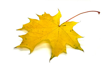 Autumn yellow maple leaf on a white background
